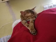 -猫色咖啡·猫咖