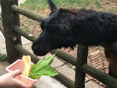 -昆明动物园