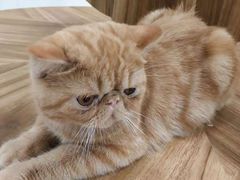 -飞行喵MR PILOT|猫舍·猫咖(静安大融城店)