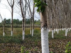 -东郊湿地公园