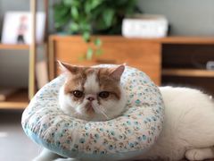-宠爱国际动物医院· 猫科· 外科·中兽医(长白店)