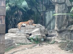 -深圳野生动物园
