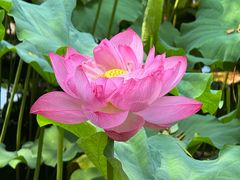 -陈家山荷花公园