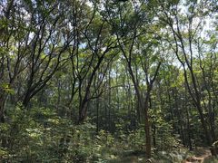 -紫金山山顶公园
