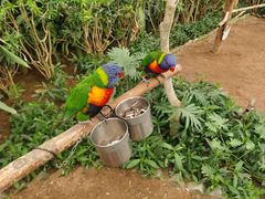 -南宫五洲植物乐园