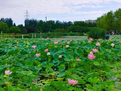 -太阳宫公园