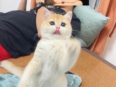 -lincat·猫舍(广州店)