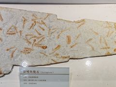 -中国第四纪冰川遗迹陈列馆