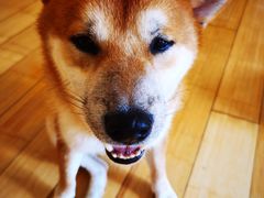 -喜柴咖啡·柴犬狗咖