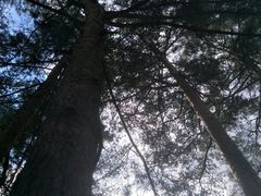 -美人松苑