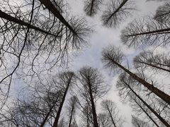 -黄海国家森林公园