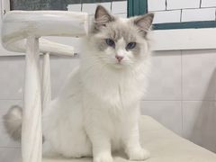 -喵的天空名猫咖啡馆·撸猫·猫舍·用品