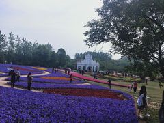 -杭州湾海上花田景区