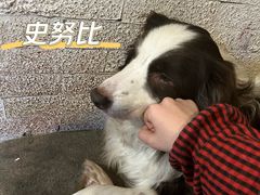 -萌喵宠狗爱心宠咖