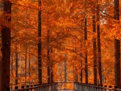 -黄海国家森林公园