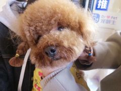 -宠颐生宠物医院·骨外科·犬猫全科诊疗中心(池州店)