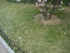 垂丝海棠-兰溪青年公园