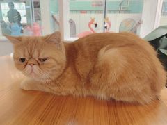 -猫小院猫主题餐厅(三里屯店)