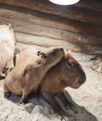 -Zoolung Zoolung动物主题公园(海信广场店)