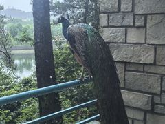 -杭州千岛湖开元度假村