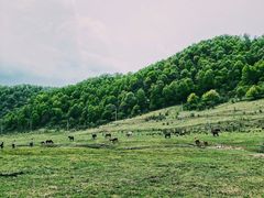 -关山草原