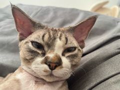 -瑞派动物医院·猫专科·至诚(江南中分院)