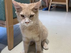 -藏猫猫咖啡主题馆(中央大道店)