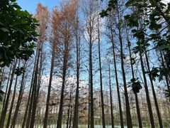 -顺峰山公园