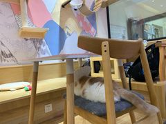 -滚猫咖啡·猫咖·猫友好撸猫(未来城店)