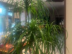 -久宴·天目湖大鱼头(恐龙园店)
