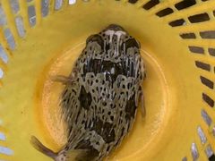 -八方海味餐厅