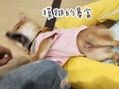 -逗柴咖啡屋·狗咖猫咖宠物桌游