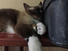 -猫咪博物馆(顶澳仔猫街店)