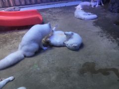 -芜湖新华联大白鲸海洋公园