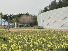 -野狸岛