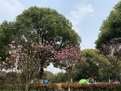 -花溪公园