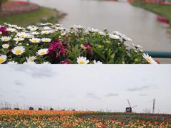 -荷兰花海