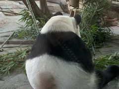 -泉州海丝野生动物世界