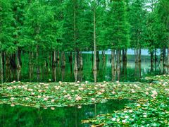 -白鹭湾湿地公园