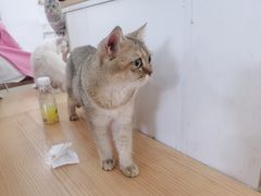 -李小姐の猫咖啡馆(五角场店)
