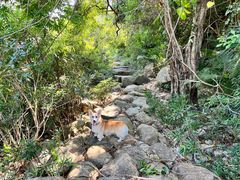 -海南热带雨林国家公园吊罗山景区