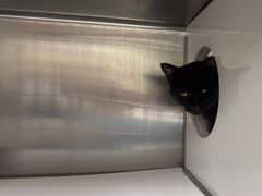 -安安宠医宠物医院·异宠·犬猫内科(岳阳分院)