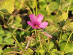 -国际非物质文化遗产博览园