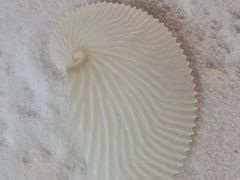 -青岛贝壳博物馆