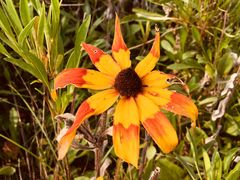 -皇粮浜湿地公园