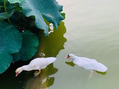-丰台花园