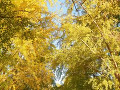 -三里屯东五街银杏大道