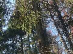 -天目山大树王景区