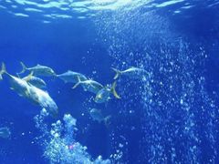 -烟台海昌鲸鲨海洋公园