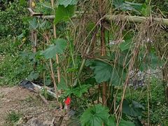 -牙山果园·烧烤野炊·钓鱼团建·烤全羊
